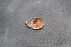 Crepidula onyx