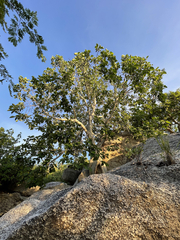 Ficus petiolaris palmeri