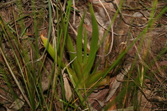 Philydrum lanuginosum