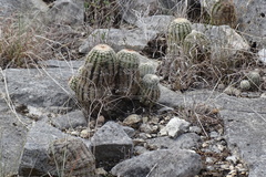 Echinocereus reichenbachii caespitosus