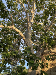 Ficus petiolaris palmeri