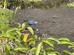 Porphyrio poliocephalus