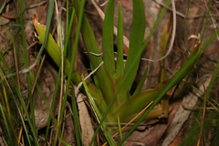 Philydrum lanuginosum