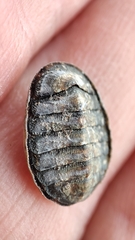 Polyplacophora