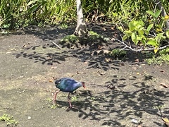 Porphyrio poliocephalus