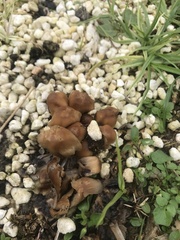 Agrocybe praecox