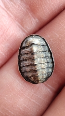 Polyplacophora
