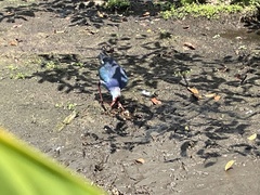 Porphyrio poliocephalus