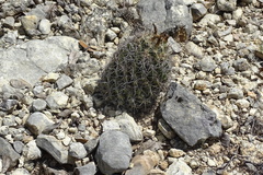 Coryphantha sulcata