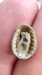 Polyplacophora