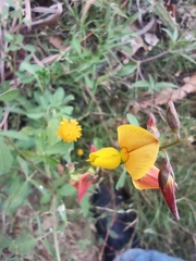 Crotalaria pumila