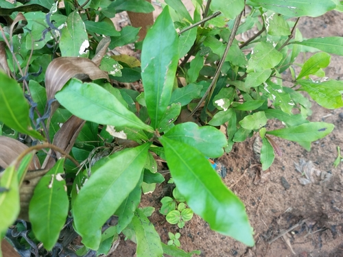 Synsepalum dulcificum