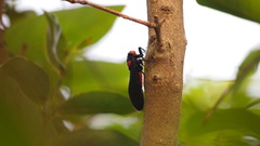 Huechys sanguinea