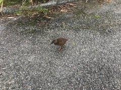 Gallirallus australis australis