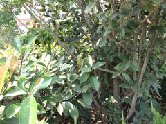 Osmanthus fragrans