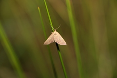 Trigonistis asthenopa