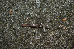 Desmognathus orestes