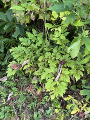 Actaea racemosa