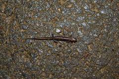 Desmognathus orestes