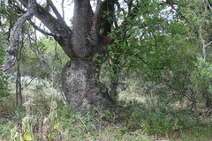 Quercus fusiformis