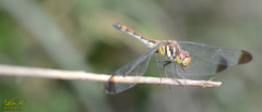 Sympetrum infuscatum