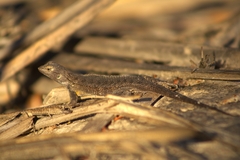 Sceloporus occidentalis longipes