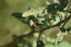 Calligrapha serpentina
