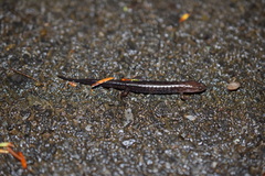 Desmognathus orestes