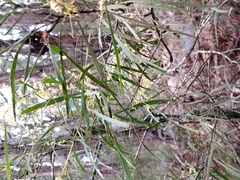 Acacia mucronata