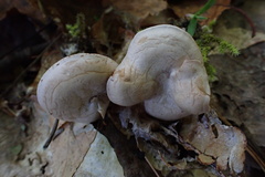 Clitocybaceae