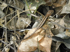 Stenocercus iridescens
