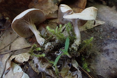Clitocybaceae