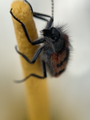 Astylus trifasciatus