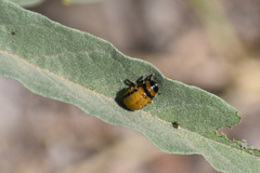 Doryphorina