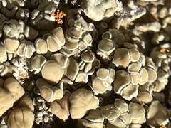 Rhizoplaca chrysoleuca