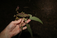 Eucalyptus siderophloia