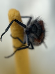 Astylus trifasciatus