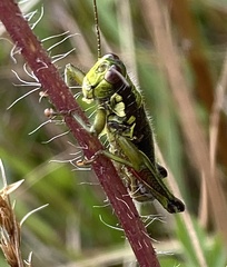 Booneacris glacialis