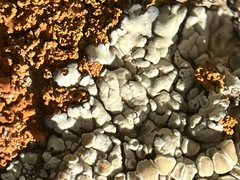 Rhizoplaca chrysoleuca