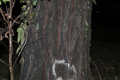 Eucalyptus siderophloia