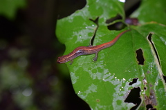 Desmognathus orestes