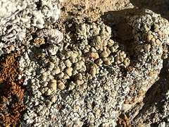 Rhizoplaca chrysoleuca