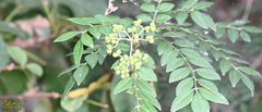 Zanthoxylum schinifolium
