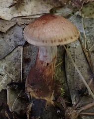 Cortinarius bolaris