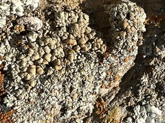 Rhizoplaca chrysoleuca