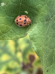 Henosepilachna vigintioctopunctata