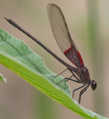 Hetaerina americana