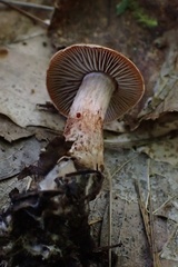 Cortinarius bolaris
