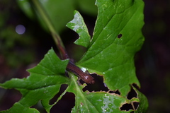 Desmognathus orestes