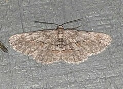 Iridopsis vellivolata